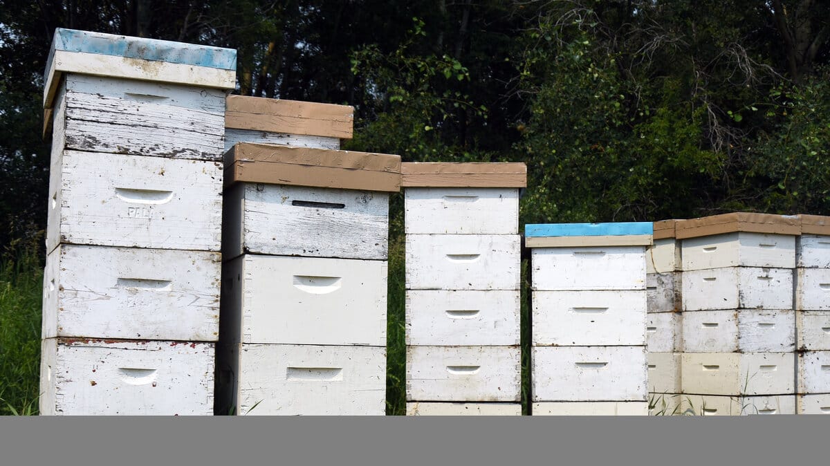 Thieves Steal $150K in Beehives From Australian Farm as Parasite Crisis Fuels Black Market