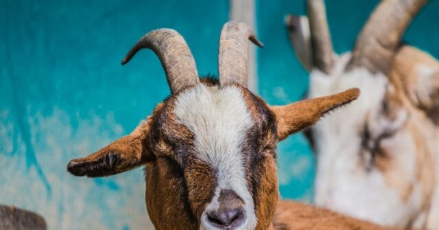 Afghan Migrant Arrested in France for Alleged Sexual Assault of Livestock