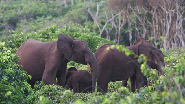 California Hunter Ernie Dosio Crushed to Death by Elephants in Gabon