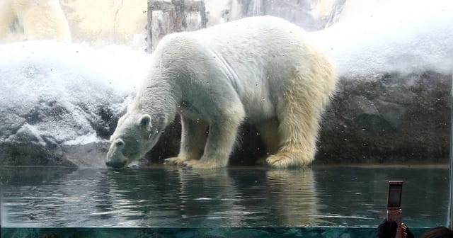 Zoo Worker Arrested for Incinerating Wife's Body in Animal Cremator