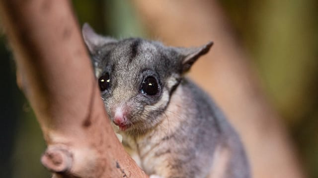 Australia Weakens Environmental Standards — Green Groups Cry Foul