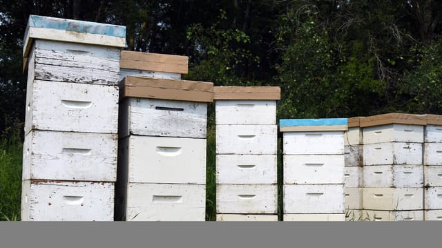 Thieves Steal $150K in Beehives From Australian Farm as Parasite Crisis Fuels Black Market