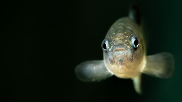 Federal Scientist Layoffs Nearly Doomed Desert Fish — 20 Pupfish Left