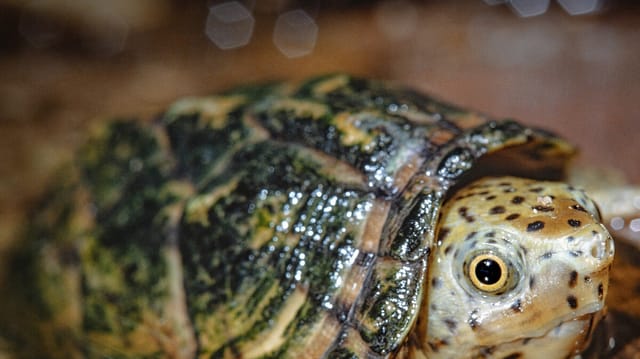California Man Arrested for Trafficking 292 Wild Turtles to Taiwan