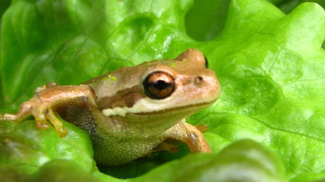 Australian Shoppers Find Live Palm-Sized Frog in $1.15 Woolworths Lettuce