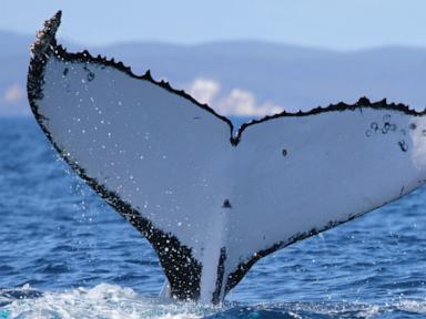 Humpback Whales Shatter Migration Records — 9,300-Mile Journey Stuns Scientists